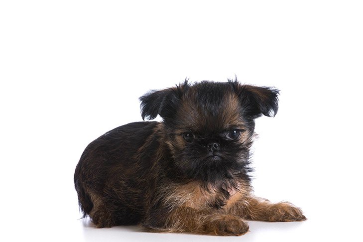 Brussels Griffon and Chihuahua Mix